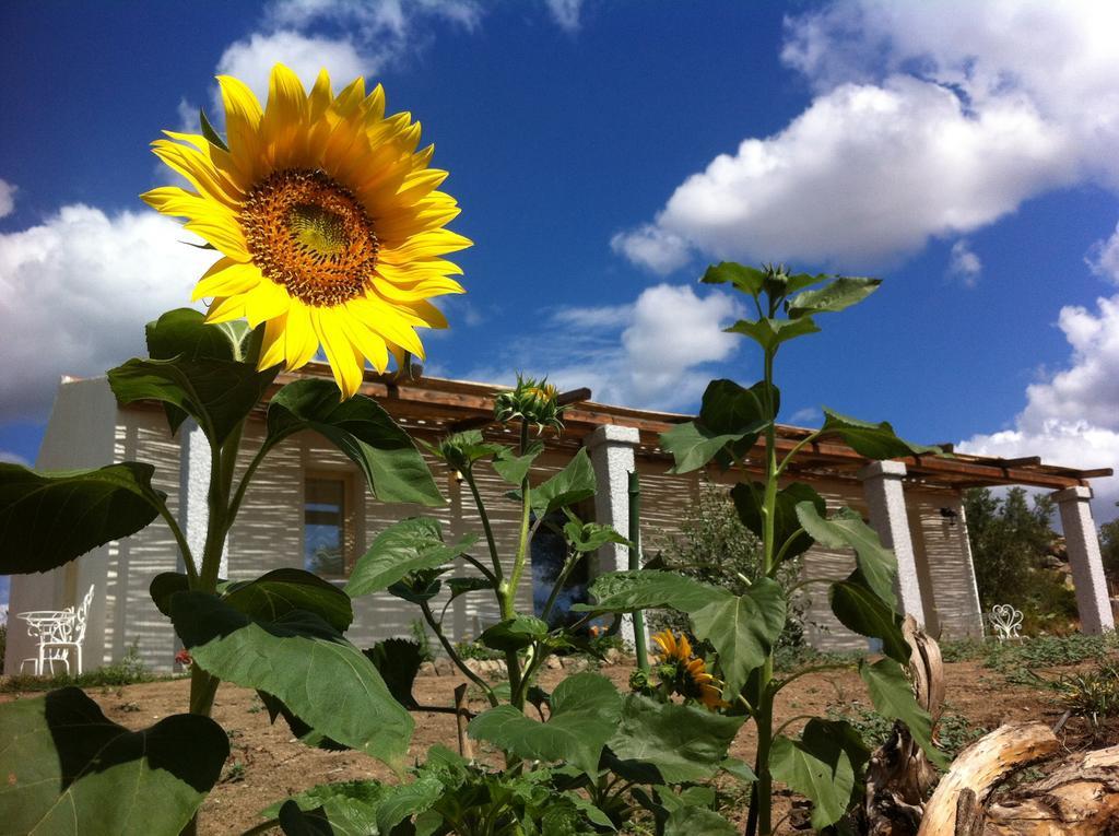 Bed and Breakfast Nacchinono Olbia Exterior foto
